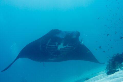 Una manta di barriera vista di fronte, con il ventre bianco e le fessure branchiali visibili, passa sopra la sabbia in un'acqua blu-verde, con piccoli pesci sul reef a destra