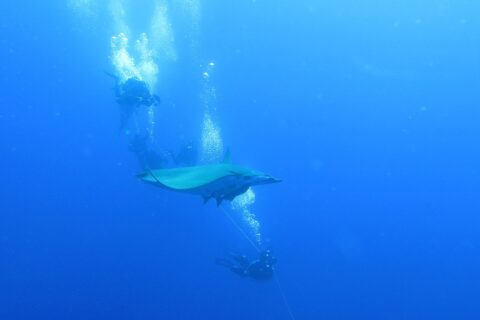 Una mobula passa tra i sub aggrappati alla cima della barca, nel blu profondo del Banco Princesa Alice