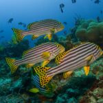 Un gruppo di grugnitori orientali a righe nere e gialle, con pinne gialle a puntini neri, fermi sopra il reef davanti ad anemoni e pesci balestra