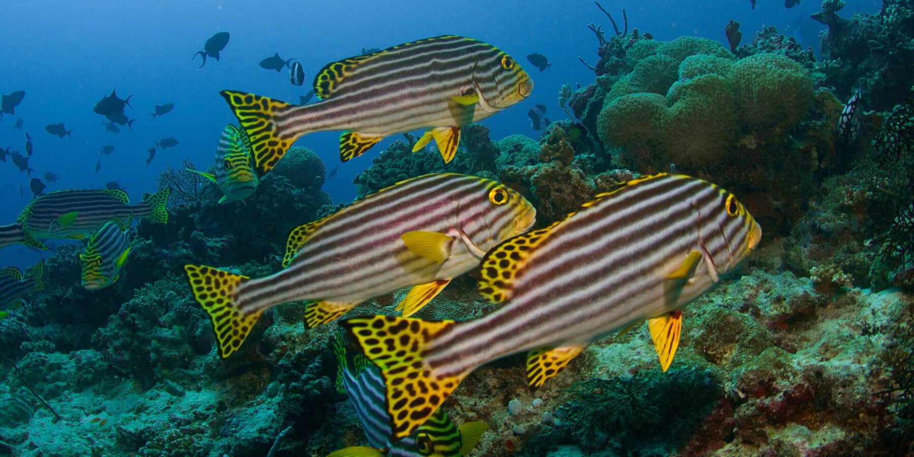 Un gruppo di grugnitori orientali a righe nere e gialle, con pinne gialle a puntini neri, fermi sopra il reef davanti ad anemoni e pesci balestra
