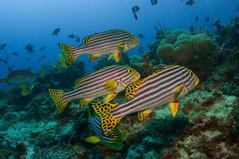 Un gruppo di grugnitori orientali a righe nere e gialle, con pinne gialle a puntini neri, fermi sopra il reef davanti ad anemoni e pesci balestra