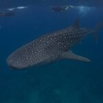 Uno squalo balena macchiettato di bianco nuota sotto tre persone che fanno snorkeling in superficie, in un'acqua blu scuro