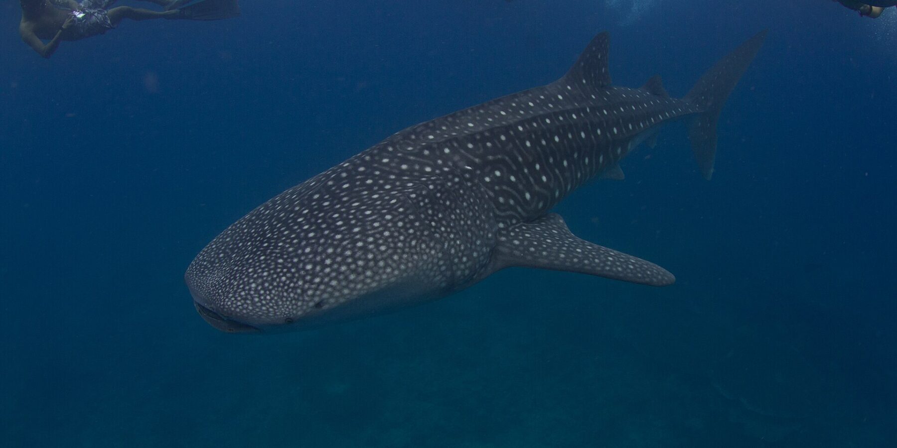 Uno squalo balena macchiettato di bianco nuota sotto tre persone che fanno snorkeling in superficie, in un'acqua blu scuro