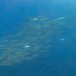 Un banco compatto di barracuda argentati, visti di lato in un'acqua blu profondo, fotografato nel Mar Rosso a Ras Mohammed