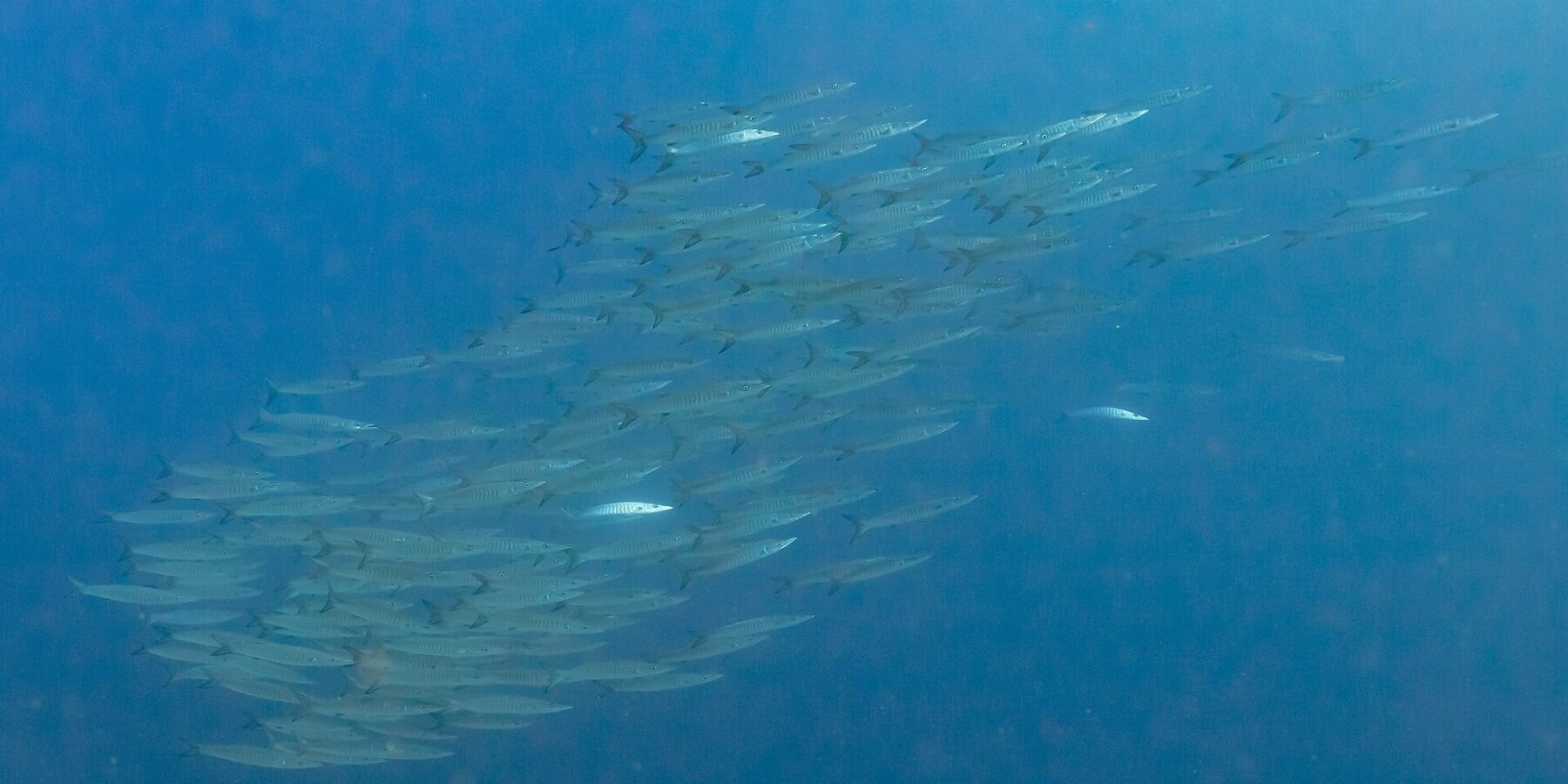 Un banco compatto di barracuda argentati, visti di lato in un'acqua blu profondo, fotografato nel Mar Rosso a Ras Mohammed