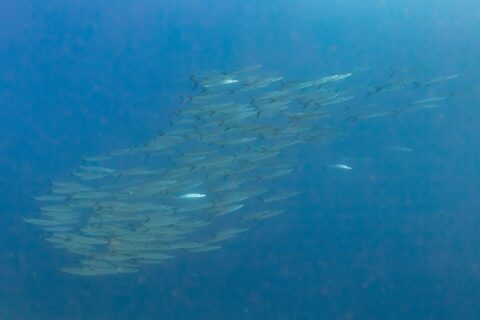 Un banco compatto di barracuda argentati, visti di lato in un'acqua blu profondo, fotografato nel Mar Rosso a Ras Mohammed