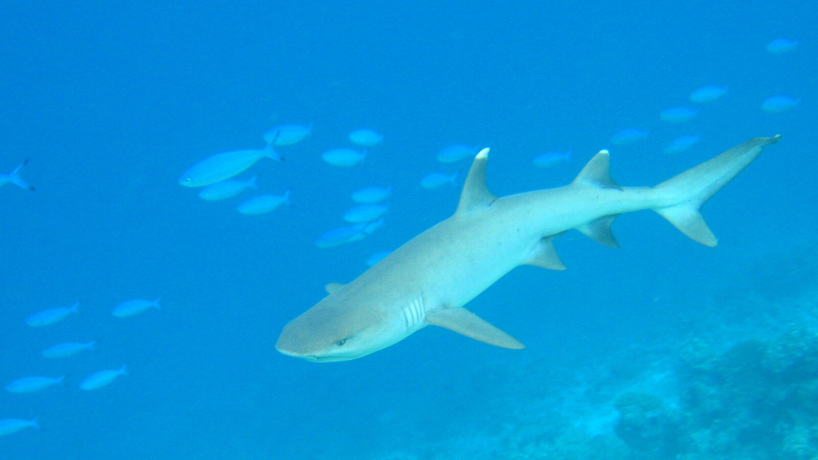 Uno squalo pinna bianca, grigio chiaro con le punte delle pinne bianche, nuota sopra un reef in un'acqua blu chiara, circondato da fucilieri blu