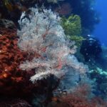 Una grande gorgonia bianca dalle nervature rosse aperta a ventaglio, tra una spugna color ruggine piena di buchi a sinistra e una gorgonia gialla, con un sub in nero che si avvicina a destra nell'acqua blu.