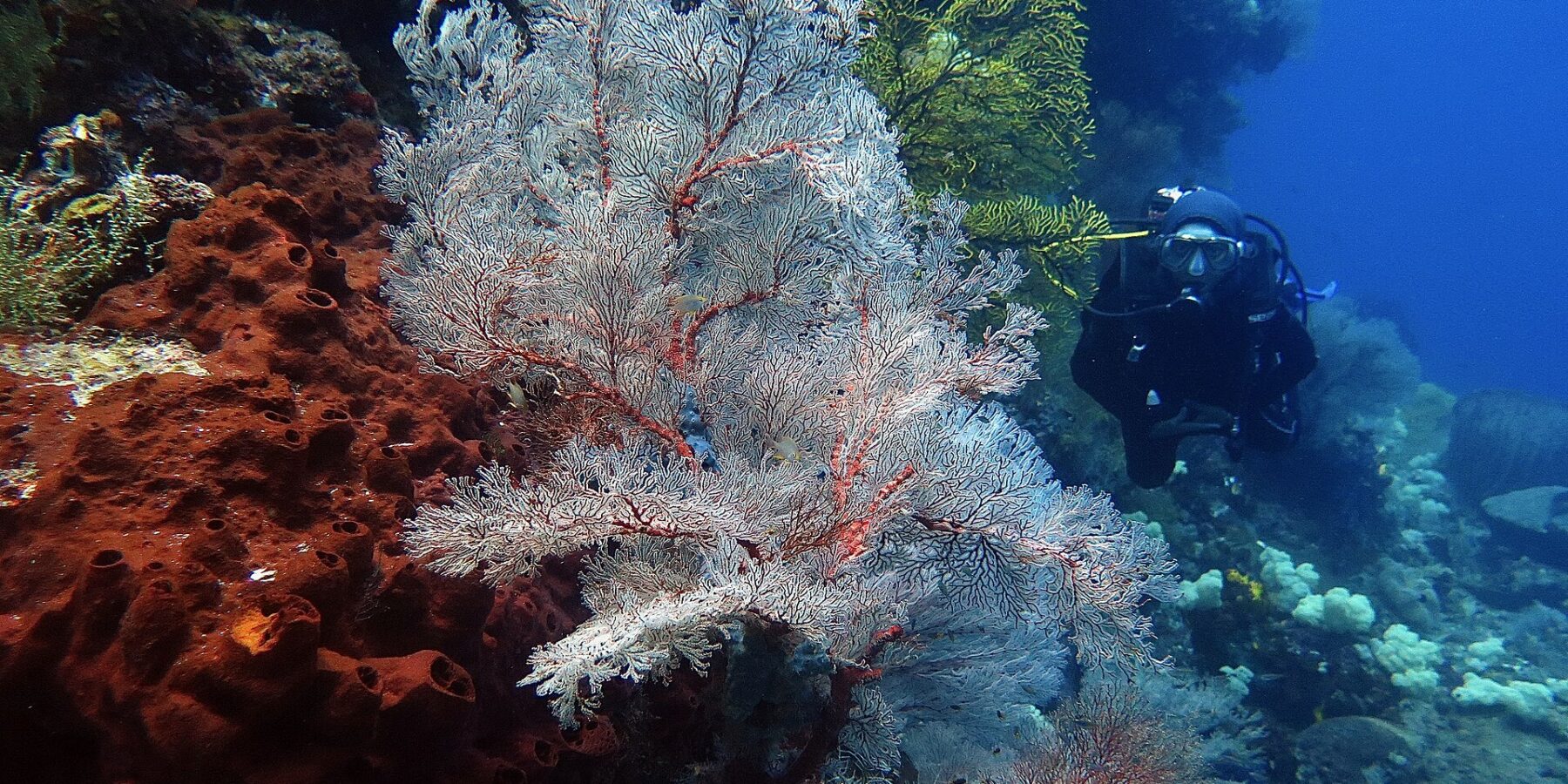 Una grande gorgonia bianca dalle nervature rosse aperta a ventaglio, tra una spugna color ruggine piena di buchi a sinistra e una gorgonia gialla, con un sub in nero che si avvicina a destra nell'acqua blu.