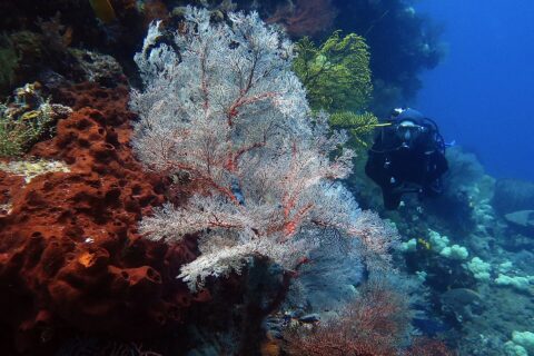 Una grande gorgonia bianca dalle nervature rosse aperta a ventaglio, tra una spugna color ruggine piena di buchi a sinistra e una gorgonia gialla, con un sub in nero che si avvicina a destra nell'acqua blu.