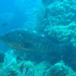 Una grande cernia bruna, livrea scura macchiata di bianco e ventre dorato, nuota verso sinistra lungo una parete rocciosa ornata di gorgonie bianche, con due castagnole nel blu.