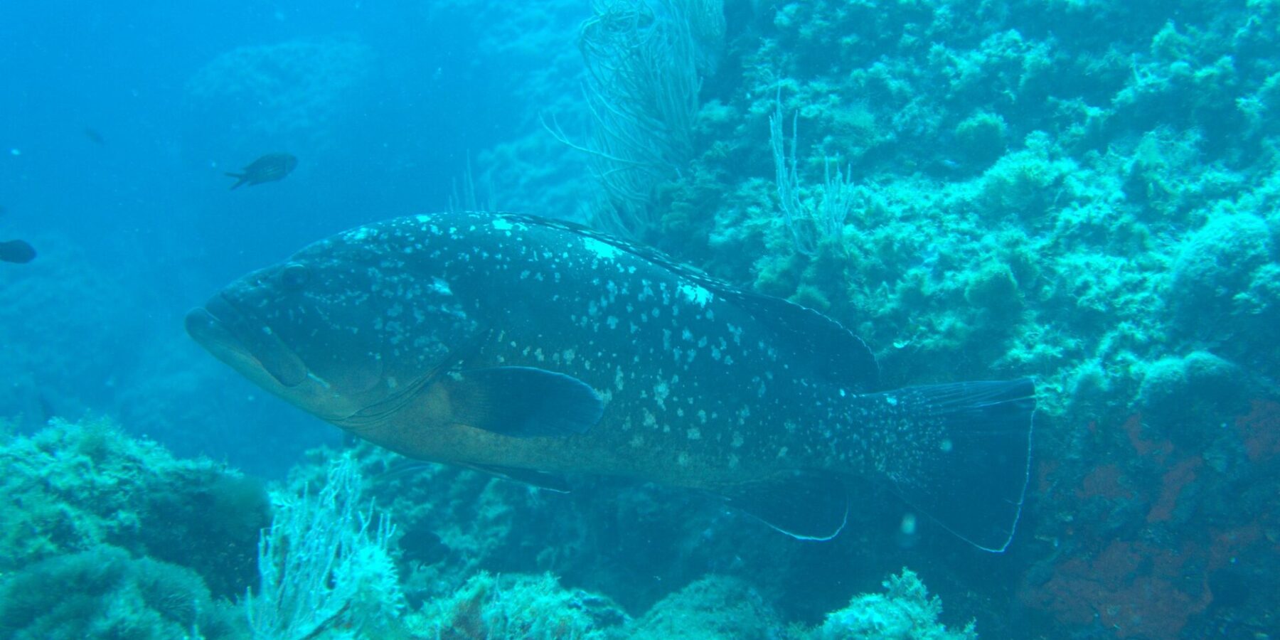 Una grande cernia bruna, livrea scura macchiata di bianco e ventre dorato, nuota verso sinistra lungo una parete rocciosa ornata di gorgonie bianche, con due castagnole nel blu.