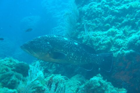 Una grande cernia bruna, livrea scura macchiata di bianco e ventre dorato, nuota verso sinistra lungo una parete rocciosa ornata di gorgonie bianche, con due castagnole nel blu.