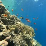 Una parete di corallo di fuoco e coralli duri con anthias e castagnole, la luce del sole che filtra dalla superficie