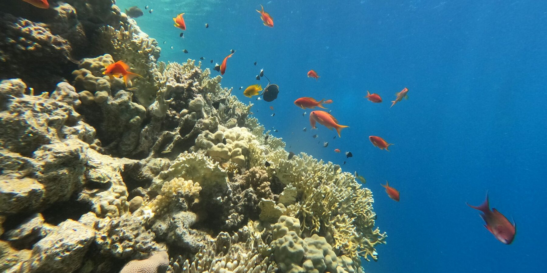 Una parete di corallo di fuoco e coralli duri con anthias e castagnole, la luce del sole che filtra dalla superficie