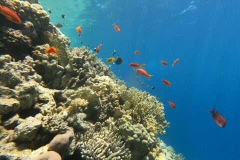 Una parete di corallo di fuoco e coralli duri con anthias e castagnole, la luce del sole che filtra dalla superficie