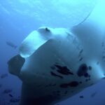 Una manta di barriera vista dal basso, vicinissima, con il ventre bianco macchiato di nero e le pinne cefaliche srotolate, circondata da pesci nel blu