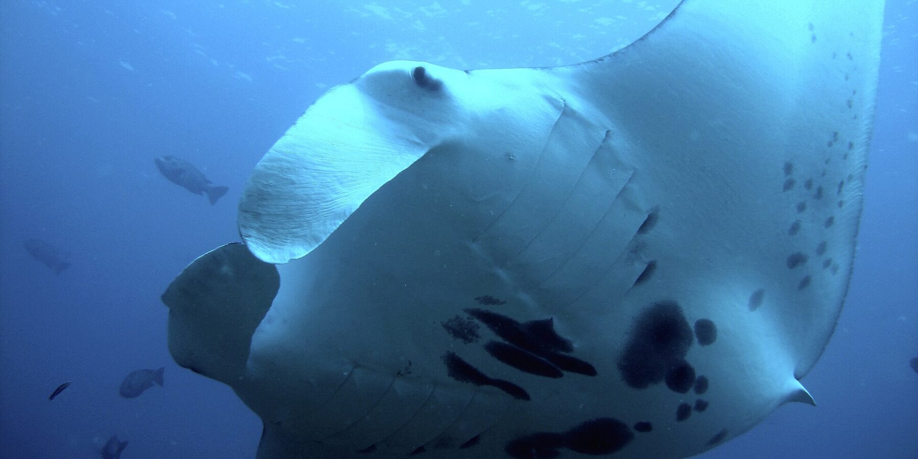 Una manta di barriera vista dal basso, vicinissima, con il ventre bianco macchiato di nero e le pinne cefaliche srotolate, circondata da pesci nel blu