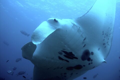 Una manta di barriera vista dal basso, vicinissima, con il ventre bianco macchiato di nero e le pinne cefaliche srotolate, circondata da pesci nel blu