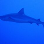 Uno squalo grigio di barriera visto di profilo, dal muso alla coda, nuota in un blu uniforme, poco sopra il fotografo