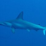 Uno squalo martello smerlato di profilo in un'acqua blu profondo, con la testa a martello smerlata e l'alta pinna dorsale
