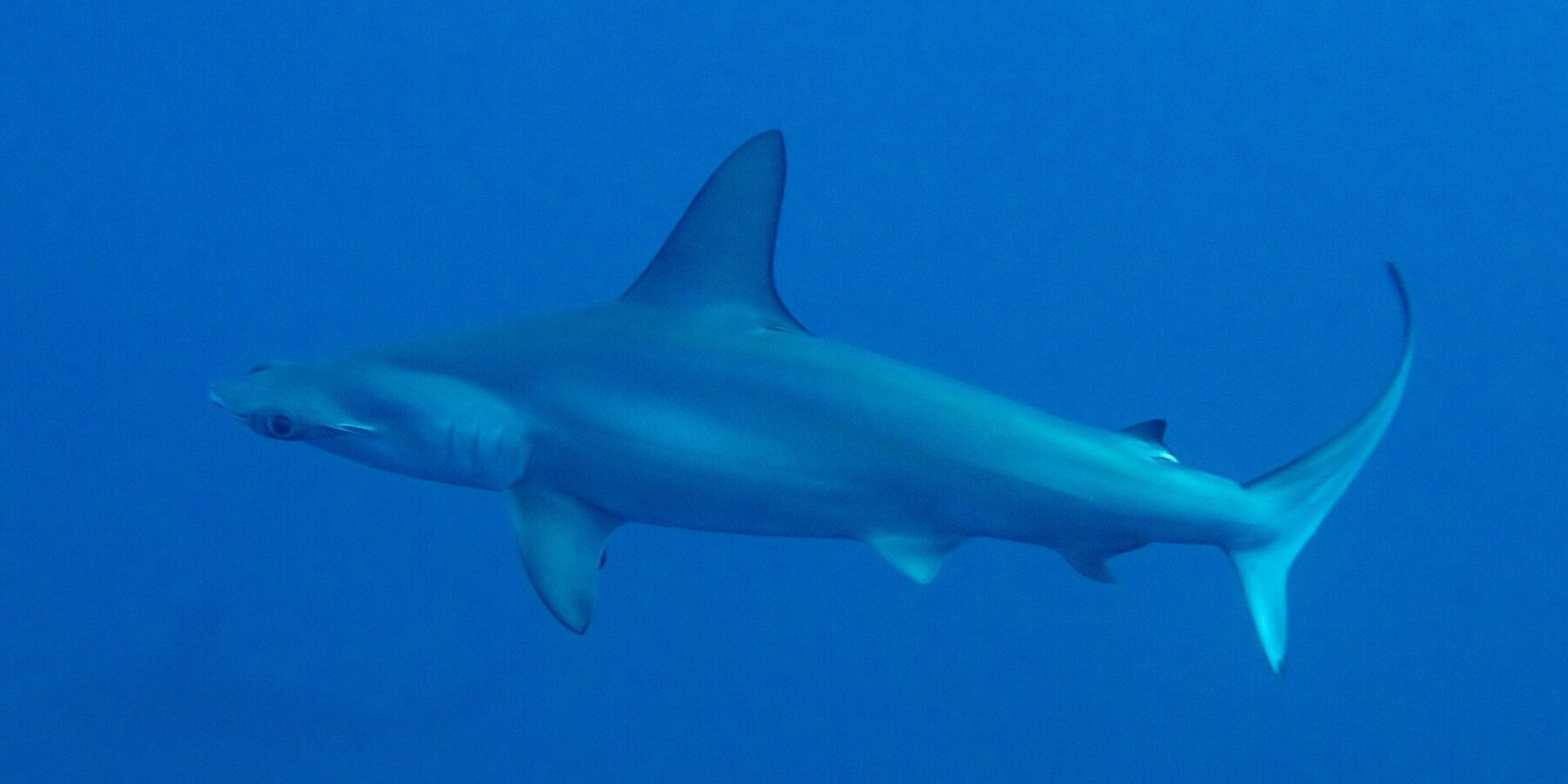 Uno squalo martello smerlato di profilo in un'acqua blu profondo, con la testa a martello smerlata e l'alta pinna dorsale