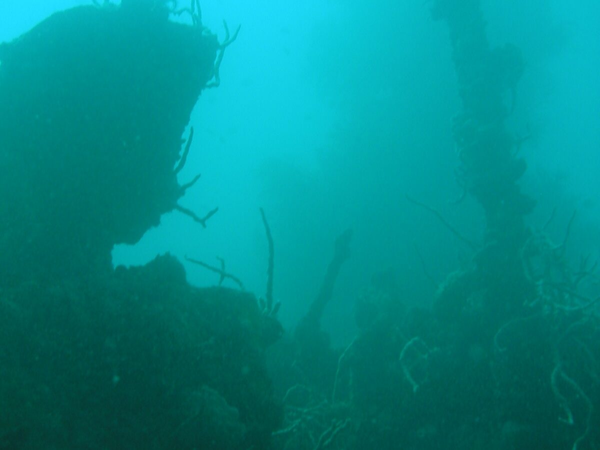 In un'acqua verde turchese torbida, la sagoma scura di un relitto con l'albero coperto di coralli frusta che si erge a destra, sopra una sovrastruttura incrostata.