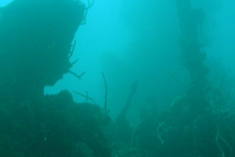 In un'acqua verde turchese torbida, la sagoma scura di un relitto con l'albero coperto di coralli frusta che si erge a destra, sopra una sovrastruttura incrostata.