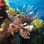 Un pesce leone a strisce marroni con le lunghe pinne spiegate davanti a coralli molli rossi e a un corallo di fuoco giallo