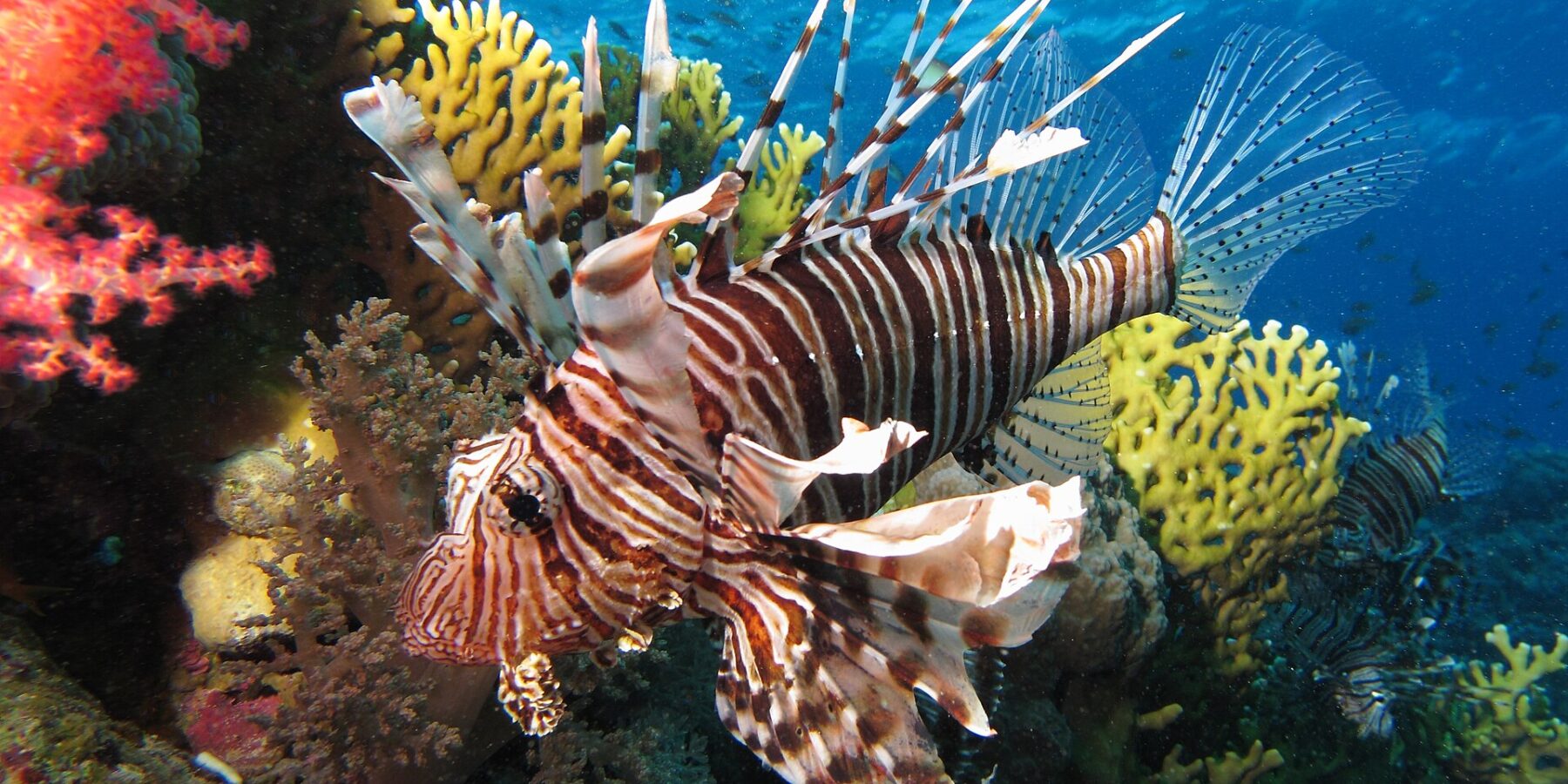 Un pesce leone a strisce marroni con le lunghe pinne spiegate davanti a coralli molli rossi e a un corallo di fuoco giallo