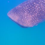 La testa e il dorso di uno squalo balena costellati di macchie bianche, visti di lato appena sotto la superficie, in un'acqua blu intenso