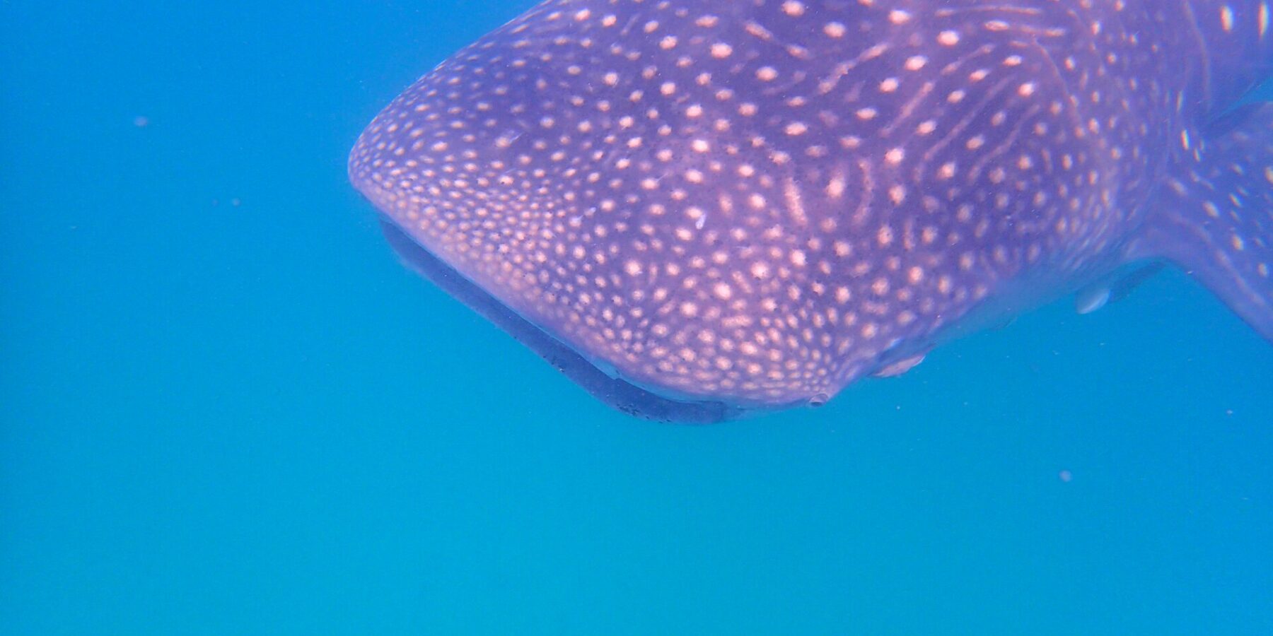 La testa e il dorso di uno squalo balena costellati di macchie bianche, visti di lato appena sotto la superficie, in un'acqua blu intenso