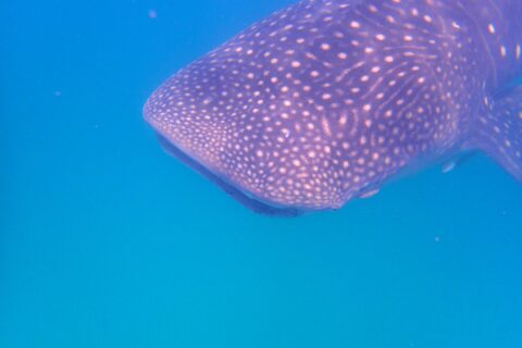La testa e il dorso di uno squalo balena costellati di macchie bianche, visti di lato appena sotto la superficie, in un'acqua blu intenso