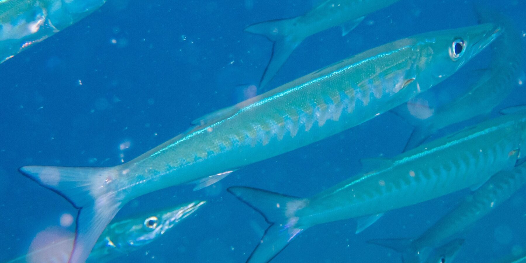 Un barracuda a bande dal corpo blu argento, con i fianchi segnati da bande a V, procede in diagonale verso destra in mezzo al suo banco, in un'acqua blu carica di particelle