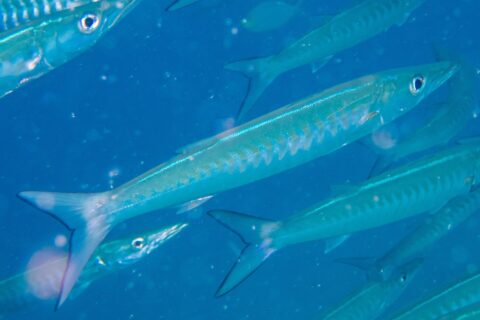 Un barracuda a bande dal corpo blu argento, con i fianchi segnati da bande a V, procede in diagonale verso destra in mezzo al suo banco, in un'acqua blu carica di particelle