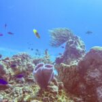 Un reef del parco di Cozumel: una spugna a vaso azzurra viola in primo piano, una spugna a barile, una gorgonia a ventaglio e piccoli pesci blu in un'acqua blu intenso