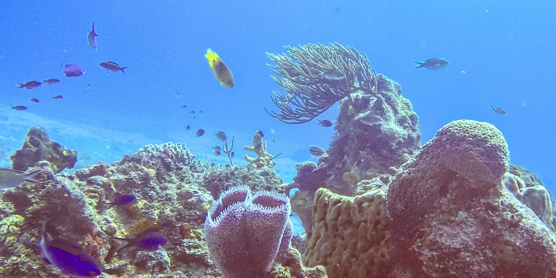 Un reef del parco di Cozumel: una spugna a vaso azzurra viola in primo piano, una spugna a barile, una gorgonia a ventaglio e piccoli pesci blu in un'acqua blu intenso