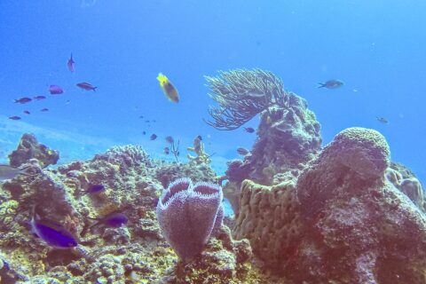 Un reef del parco di Cozumel: una spugna a vaso azzurra viola in primo piano, una spugna a barile, una gorgonia a ventaglio e piccoli pesci blu in un'acqua blu intenso