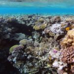 Un giardino di coralli duri e corallo di fuoco a pochi metri sotto la superficie, con un pesce farfalla in primo piano