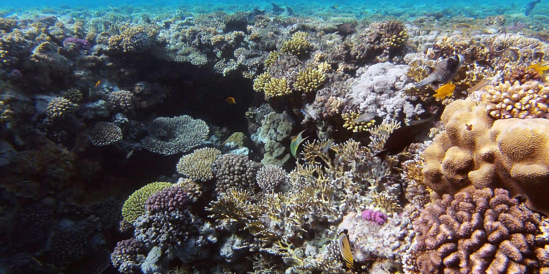 Un giardino di coralli duri e corallo di fuoco a pochi metri sotto la superficie, con un pesce farfalla in primo piano