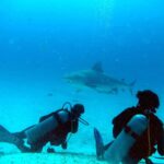 Due sub in ginocchio sulla sabbia guardano uno squalo leuca che passa davanti a loro in un'acqua blu turchese, al largo di Playa del Carmen