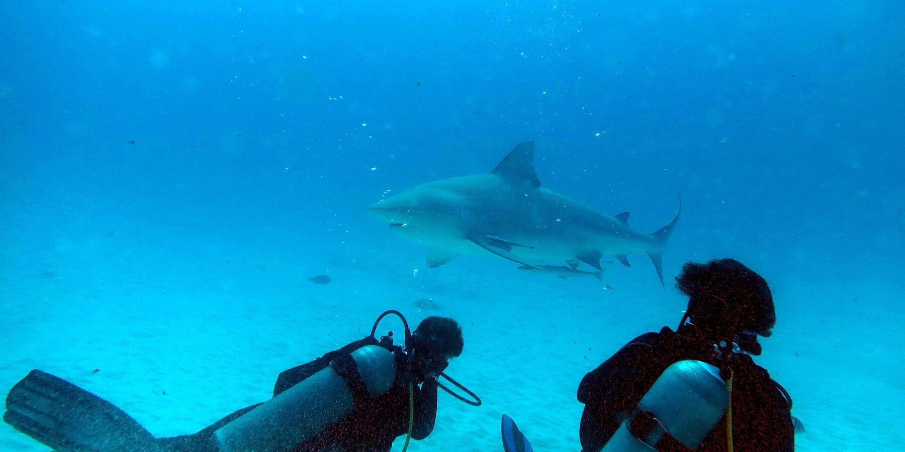 Due sub in ginocchio sulla sabbia guardano uno squalo leuca che passa davanti a loro in un'acqua blu turchese, al largo di Playa del Carmen