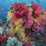 Un ciuffo di coralli molli rosa e gialli coperto di anthias arancioni, su un reef del Mar Rosso