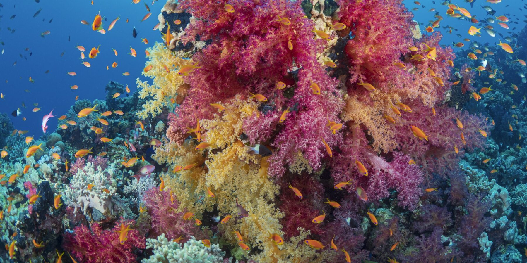 Un ciuffo di coralli molli rosa e gialli coperto di anthias arancioni, su un reef del Mar Rosso
