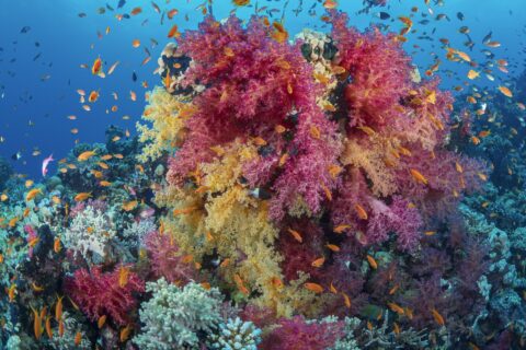Un ciuffo di coralli molli rosa e gialli coperto di anthias arancioni, su un reef del Mar Rosso