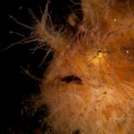 Primo piano di un pesce rana peloso arancione zebrato di marrone, coperto di filamenti, con il piccolo occhio lucido e la bocca socchiusa, su fondo nero.