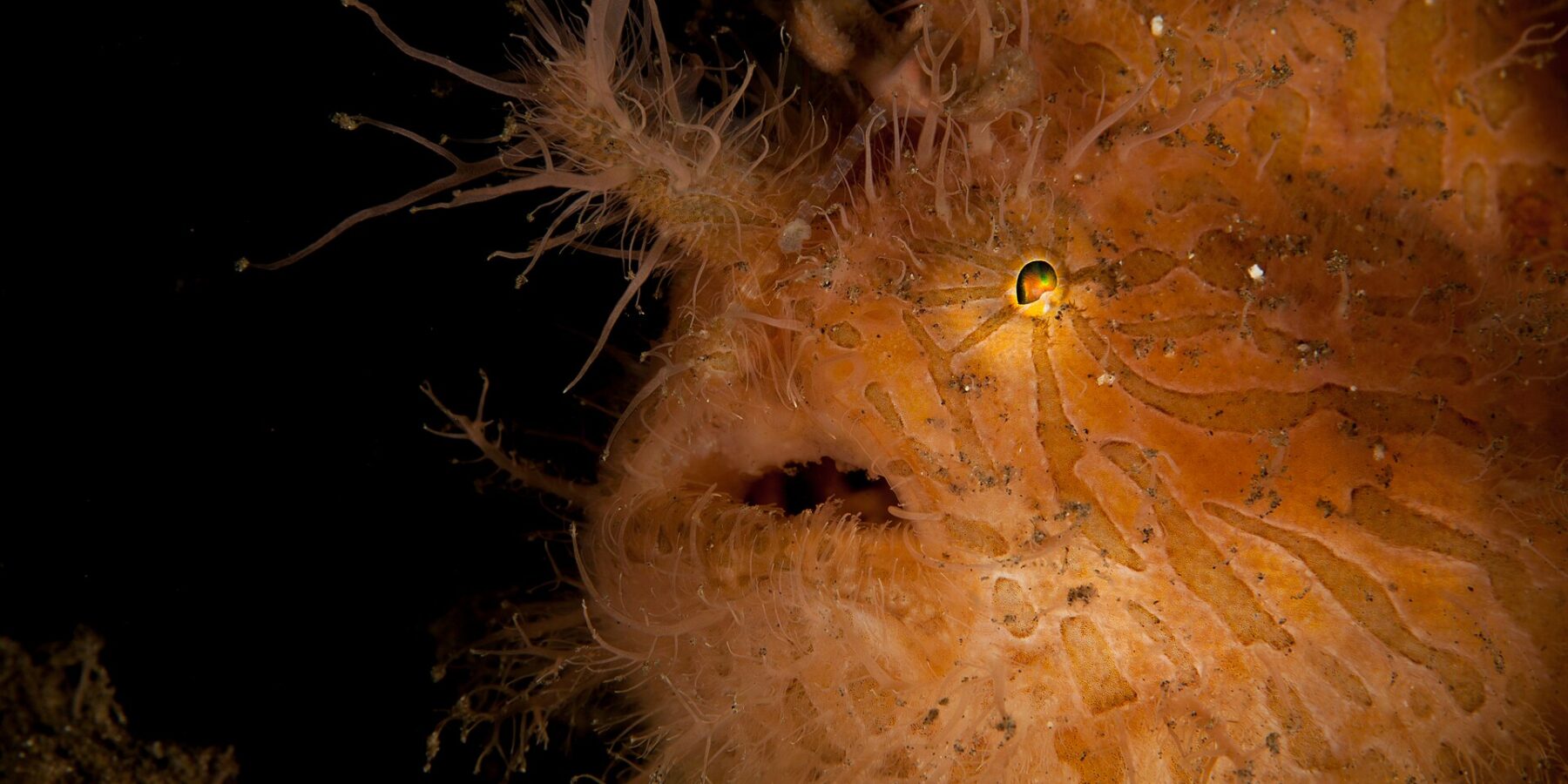 Primo piano di un pesce rana peloso arancione zebrato di marrone, coperto di filamenti, con il piccolo occhio lucido e la bocca socchiusa, su fondo nero.