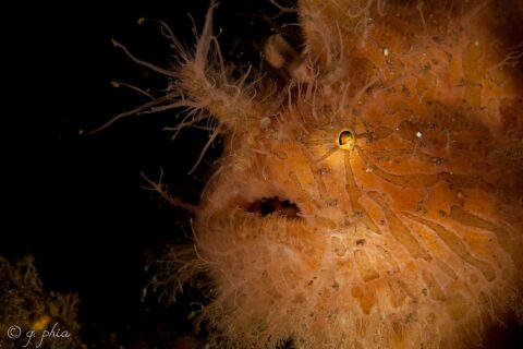 Primo piano di un pesce rana peloso arancione zebrato di marrone, coperto di filamenti, con il piccolo occhio lucido e la bocca socchiusa, su fondo nero.