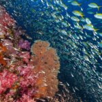 Un muro di coralli molli rosa e una gorgonia arancione a Richelieu Rock, davanti a una nuvola di pesci vetro e a un banco di fucilieri dalla coda gialla nel blu