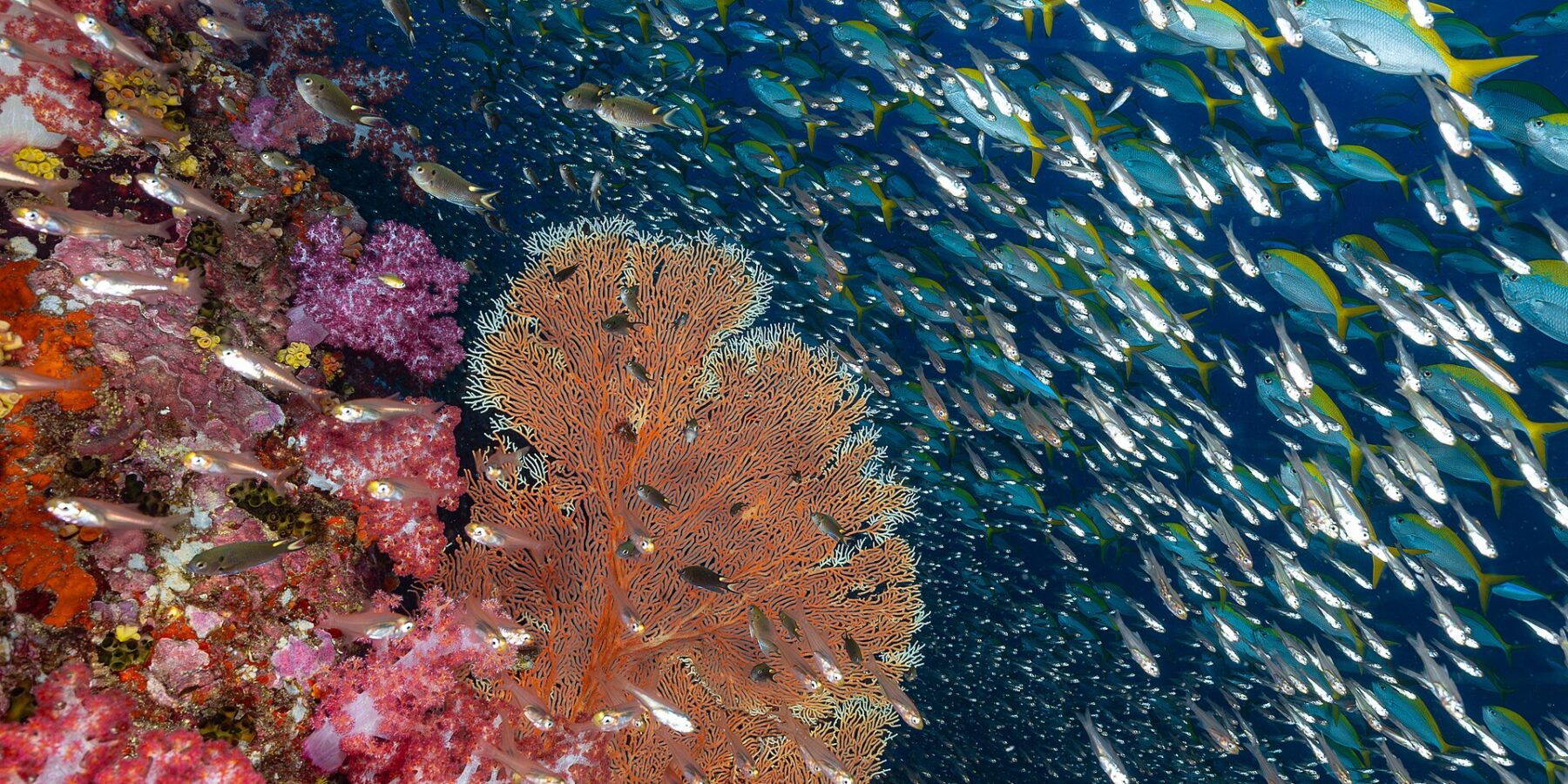 Un muro di coralli molli rosa e una gorgonia arancione a Richelieu Rock, davanti a una nuvola di pesci vetro e a un banco di fucilieri dalla coda gialla nel blu